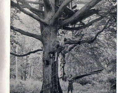 Tree house building, This tree was blown down in the great gale of 1987