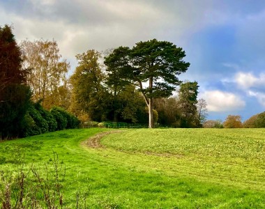 The Cricket pavilion used to be by this tree