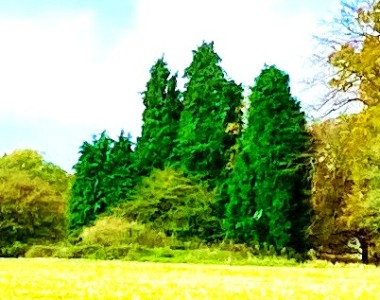 The remains of the swimming pool
November 2024