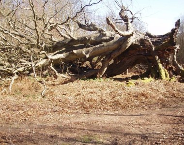 Sadly blown down in a recent storm Contributed by P.Ede