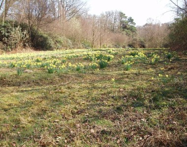 General view Contributed by P.Ede